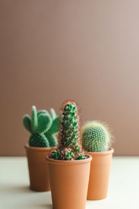 Minimalistic photo of cacti in pots on a colored brown-beige background.