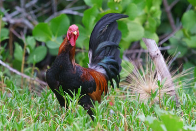 Close-up of a bird on field