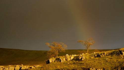 Trees on field against sky