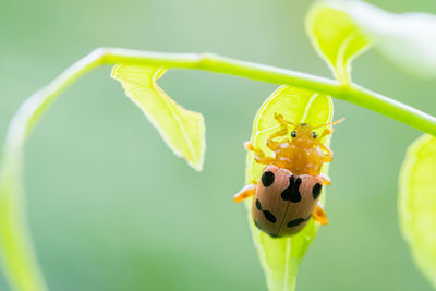 Close-up of insect on leaf