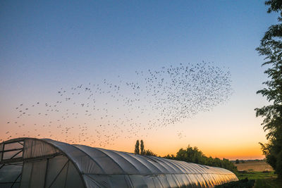 Birds flying in the sky