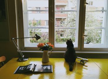 Rear view of cat sitting on table by window