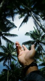 Low angle view of palm tree against sky