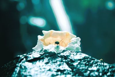 Close-up of flower in water