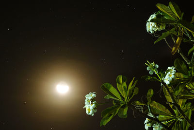 Scenic view of red and leaves against sky at night