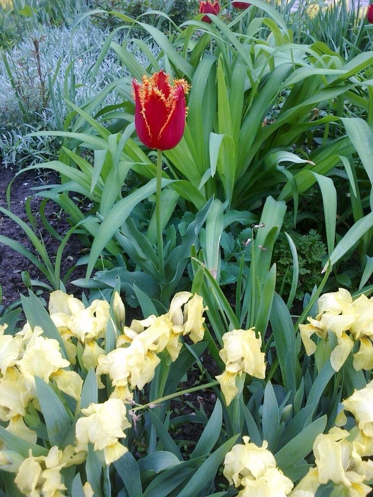 flower, freshness, petal, growth, fragility, beauty in nature, plant, leaf, flower head, blooming, nature, green color, high angle view, in bloom, blossom, close-up, yellow, day, no people, outdoors