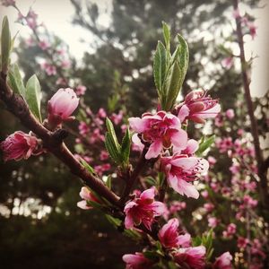 Close-up of pink flowers