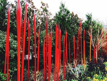 Close-up of red leaves