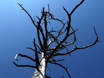 Low angle view of bare tree against clear blue sky