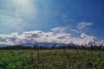 Scenic view of agricultural field against sky