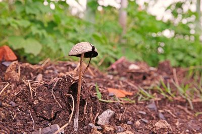 Mushrooms grow from soil, tropical, thailand