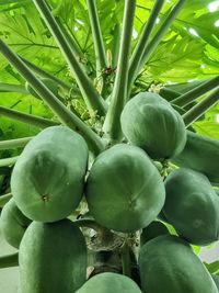Close-up of fruits growing on tree