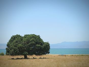 Tree on grassy field by sea against clear sky