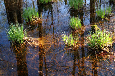 Reflection of trees in lake