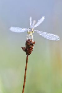 Close-up of insect on leaf