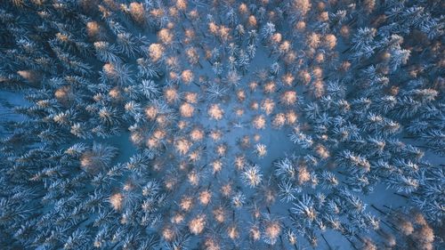 Directly above shot of trees growing in forest during winter