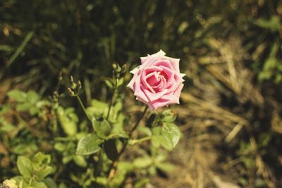 Close-up of pink flower blooming outdoors