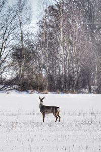 Dog on snow covered land