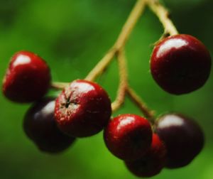 Close-up of cherries