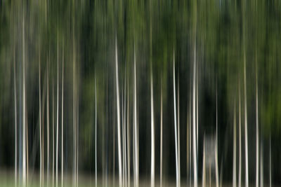 Full frame shot of palm trees