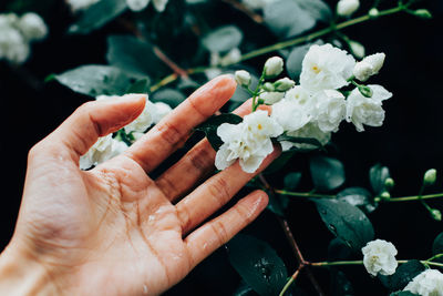 Close-up of cropped hand holding flower