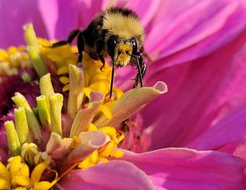 Close-up of bee pollinating on pink flower