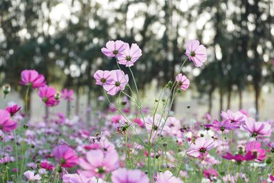 Close-up of pink cosmos flowers blooming on field