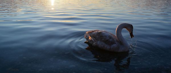 Swan swimming in lake