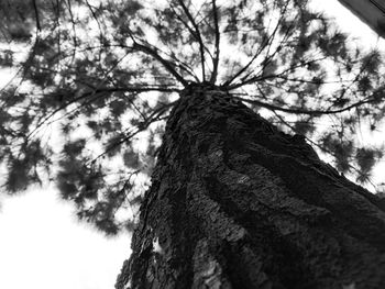 Low angle view of tree against sky