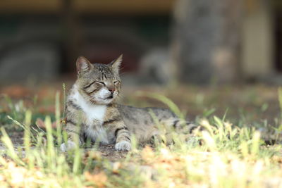 Close-up of cat on field