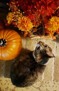 High angle view of cat on flower