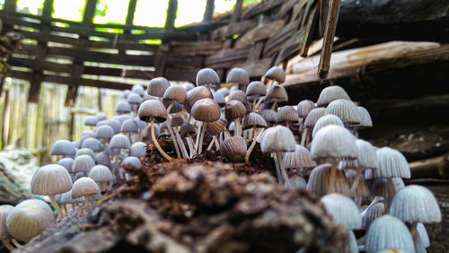 Close-up of mushrooms