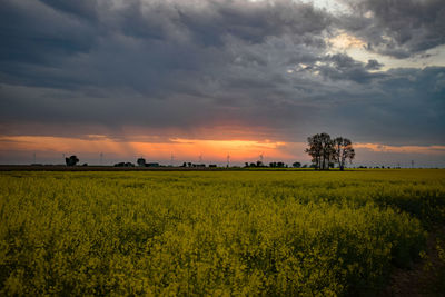 Scenic view of agricultural field against sky during sunset