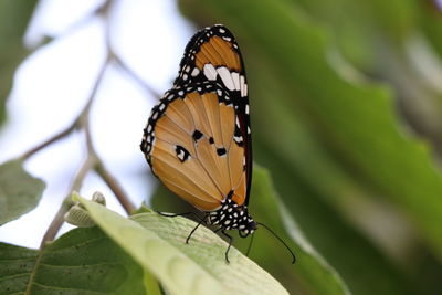 Butterfly on leaf