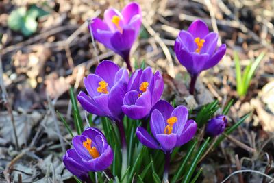 Close-up of purple crocus flowers on field