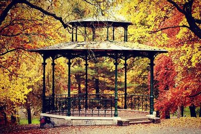 Trees in park during autumn