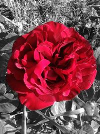 Close-up of red rose