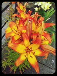 Close-up of orange flower