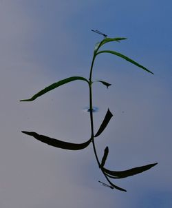 Low angle view of plant against clear blue sky