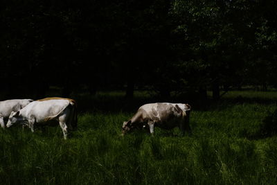 Cows grazing on field