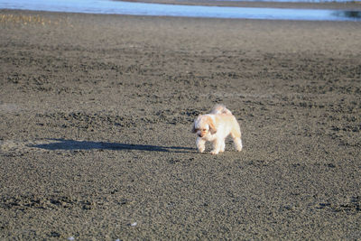 Portrait of dog on beach