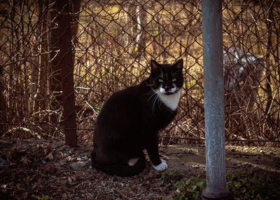 Portrait of cat sitting by fence