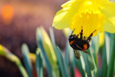 Close-up of bee pollinating on yellow flower