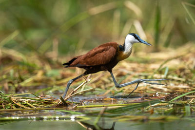 African jacana crosses floating grass lifting foot