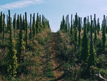 Plants growing on land against sky