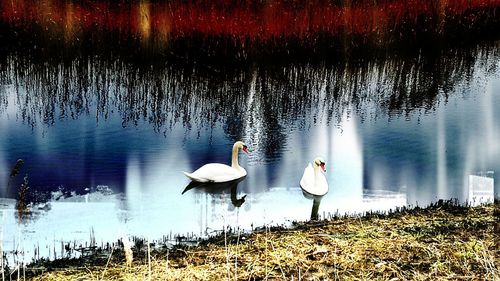 Swans swimming in lake