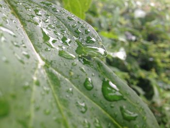 Close up of leaves