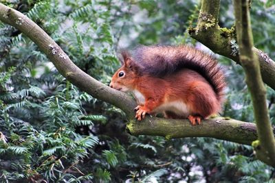 Squirrel on a tree