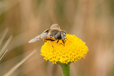 Close-up of bee pollinating on yellow flower