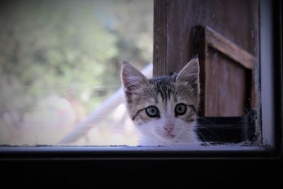 Portrait of cat seen through window